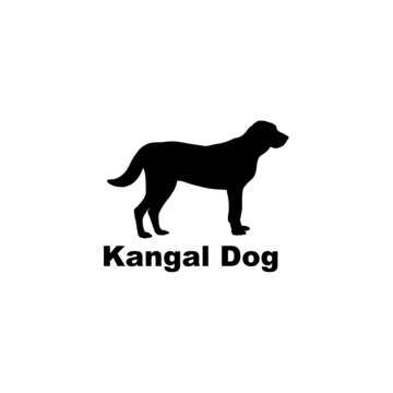  kangal dog
