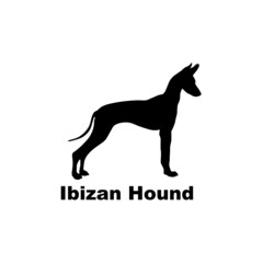  ibizan hound