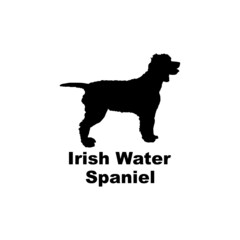 : irish water spaniel