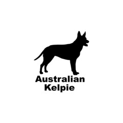 Obraz premium Australian Kelpie