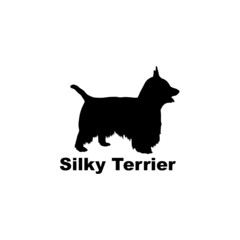 silky terrier