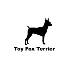 toy fox terrier.
