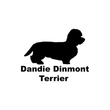 Dandie Dinmont Terrier