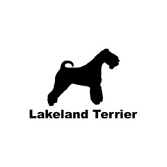 Lakeland terrier