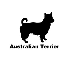 australian terrier.