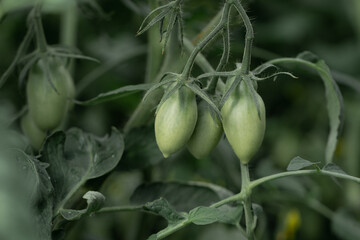 Green tomatoes on the branches close-up. Growing vegetables in your home. Fresh health products from the garden.