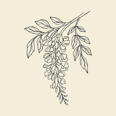 Line art wisteria flowers illustration - obrazy, fototapety, plakaty