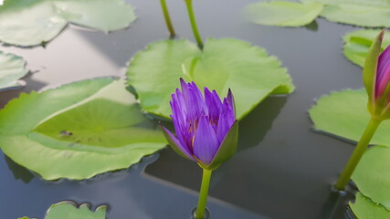 Beautiful flower in the garden for good colorful floral background