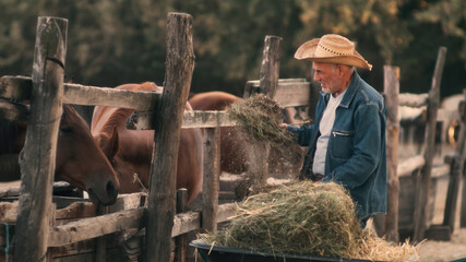 Obraz premium Aged man feeding horses on farmyard
