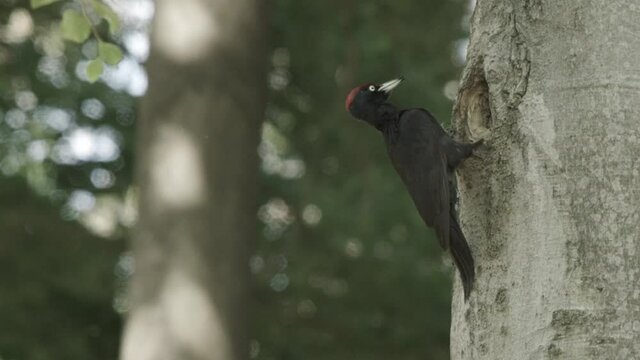 black woodpecker in a German forest