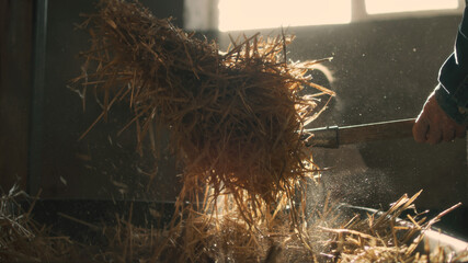Crop man throwing hay for goats © Framestock