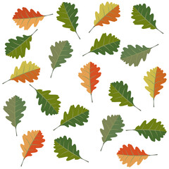 Set of autumn oak leaves on white background