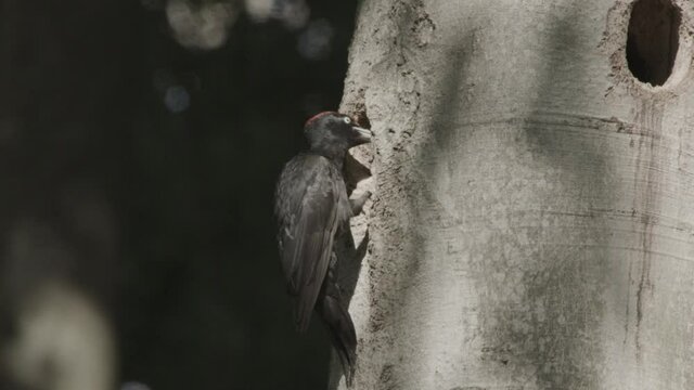 black woodpecker in a German forest