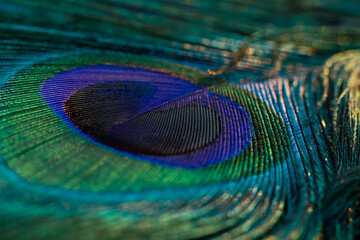 Fototapeta premium peacock feather close up, Peacock feather, feather background, Peafowl feather, feather, background.