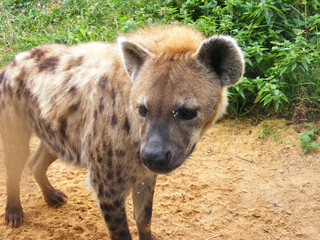 Hyena...