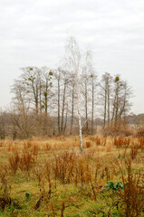 Autumn landscape with a leafless birch
