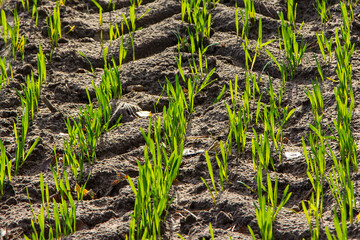 Seedlings of grain crops.
A grain of winter wheat sown in the fall has sprouted.
