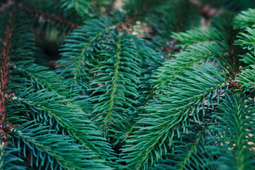 green and fluffy christmas fir tree branches 