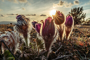 Dream-the beautiful grass Pulsatilla patens blooms in the spring in the mountains. The golden hue of the setting sun. Atmospheric spring background. Delicate, fragile flowers in selective focus at