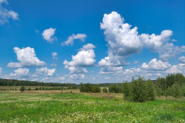 Fototapeta na wymiar Summer landscape green meadow and forest in the background against the backdrop of a beautiful blue sky and white clouds.