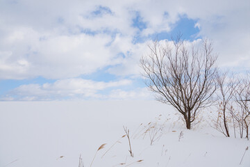 Fototapeta na wymiar 雲がかった青空の下の雪原に生える一本の木