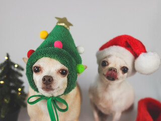 two chihuahua dog wearing Christmas tree hat  and SantaClaus hat sitting with Christmas tree...