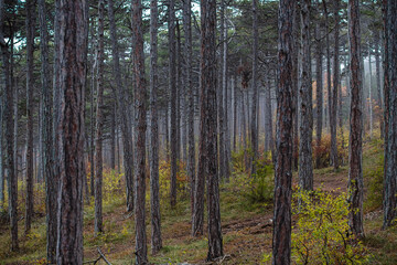 Fototapeta na wymiar misty autumn forest