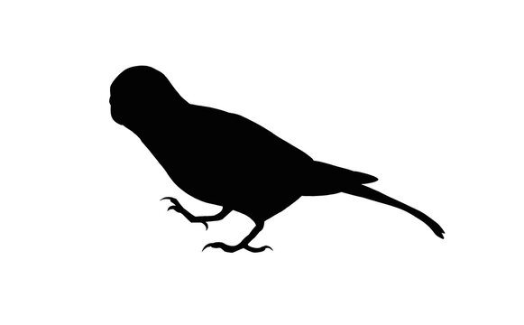 recommend clip art: 歩く　セキセイインコ　シルエット
