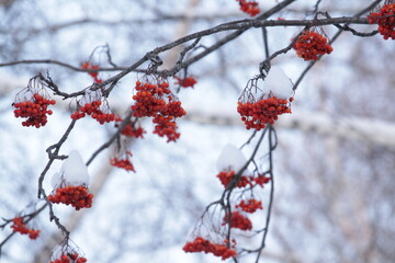 red berries in snow