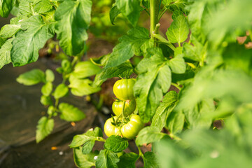 Beautiful young green tomatoes grown in a greenhouse. Agriculture farming food industry photography.