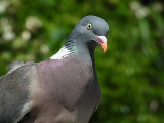 pigeon