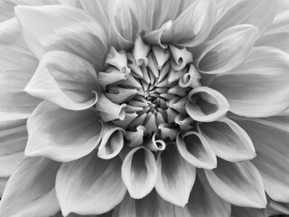 ... for the grey days, detail view frontal to a blossom in black and white