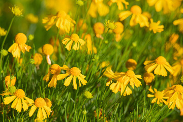 Fototapeta premium yellow flowers in the grass