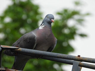 pigeon
