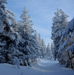 Zima z ośnieżonymi choinkami © Hanna