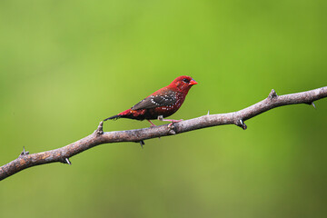 Red avadavat, red munia or strawberry finch perched on a tree branch