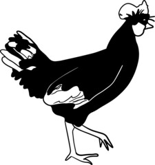 Hen standing side view. Black and white vector hand drawn illustration.