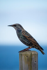 bird on a fence