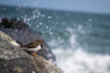 a bird