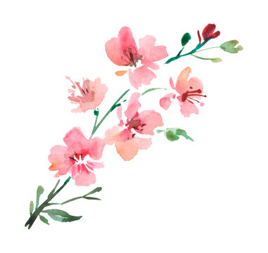 watercolor Branch of Cherry blossom tree. spring branch with pink flowers