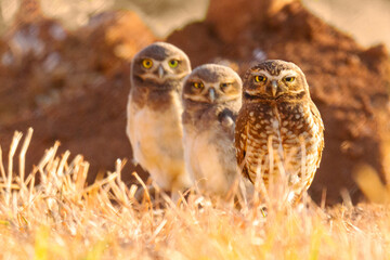 Burrowing owls family in the morning