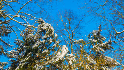 Bäume in Schnee