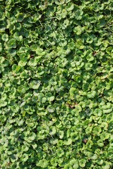 Obraz premium green leaves background