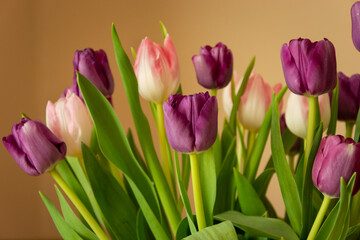 Bouquet of pink-purple tulips and beige background