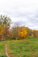 Trees with yellow leaves in a city park, autumn time