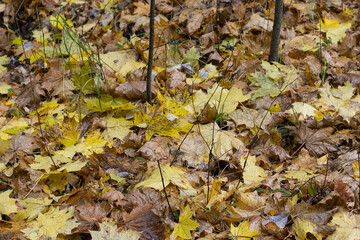 Wet leaves. Maple leaves. Autumn background.