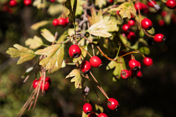 fruto rojo de la naturaleza planta de rosa