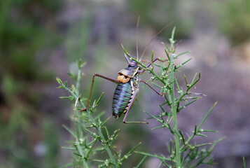 grillo posado sobre una rama