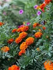 orange flower bed