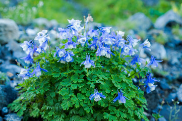 ミヤマオダマキ